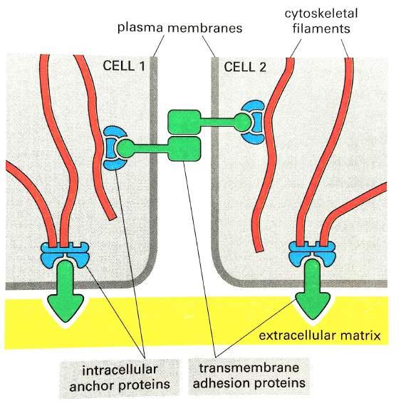 '''2.'Sidrni'stiki' Kompleks'dveh'tipov'proteinov:' Intracellularni'sidrni&proteini' (plaki)'vezani'na'aktin'ali' intermediarni'milament' TM&adhezijski&protein&z'ic'delom'na'