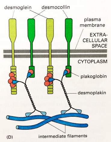 intermediarni'milament' Povezovalci'citoskeleta'in'TM'