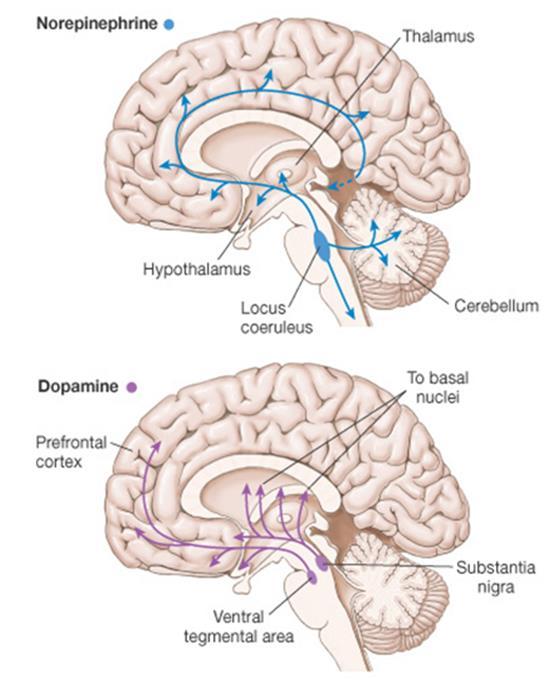 Stresa atbilde CNS Stress > aktivē locus ceruleus (vidussmadzenes) un difūzo Noradrenalīna izdali smadzenēs: Izsauc uzbudinājumu modrību un trauksmi Noradrenalīns smadzenēs stimulē
