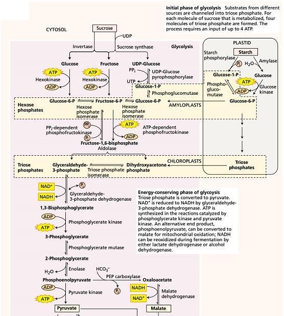 Glikoliza * * Konvertuju se ugljeni hidrati u piruvat i proizvodi se manja količina ATP i NADH. Odigrava se u citoplazmi i plastidima.