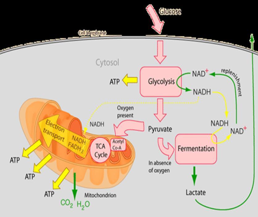 U takvim uslovima se ne odvija Krebsov ciklus niti oksidativna fosforilacija, pa dolazi do zastoja i u glikolizi zato što je sav NAD u redukovanom obliku