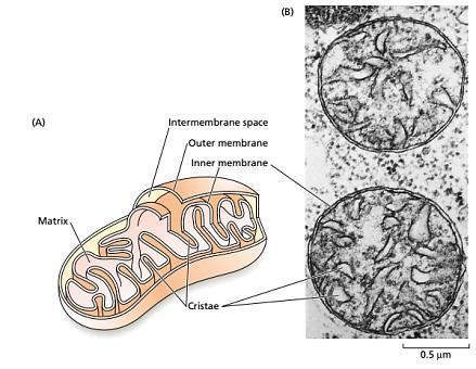 Mitohondrije Oblik loptast ili štapićast Veličina prečnik 0,5-1 µm, dužina
