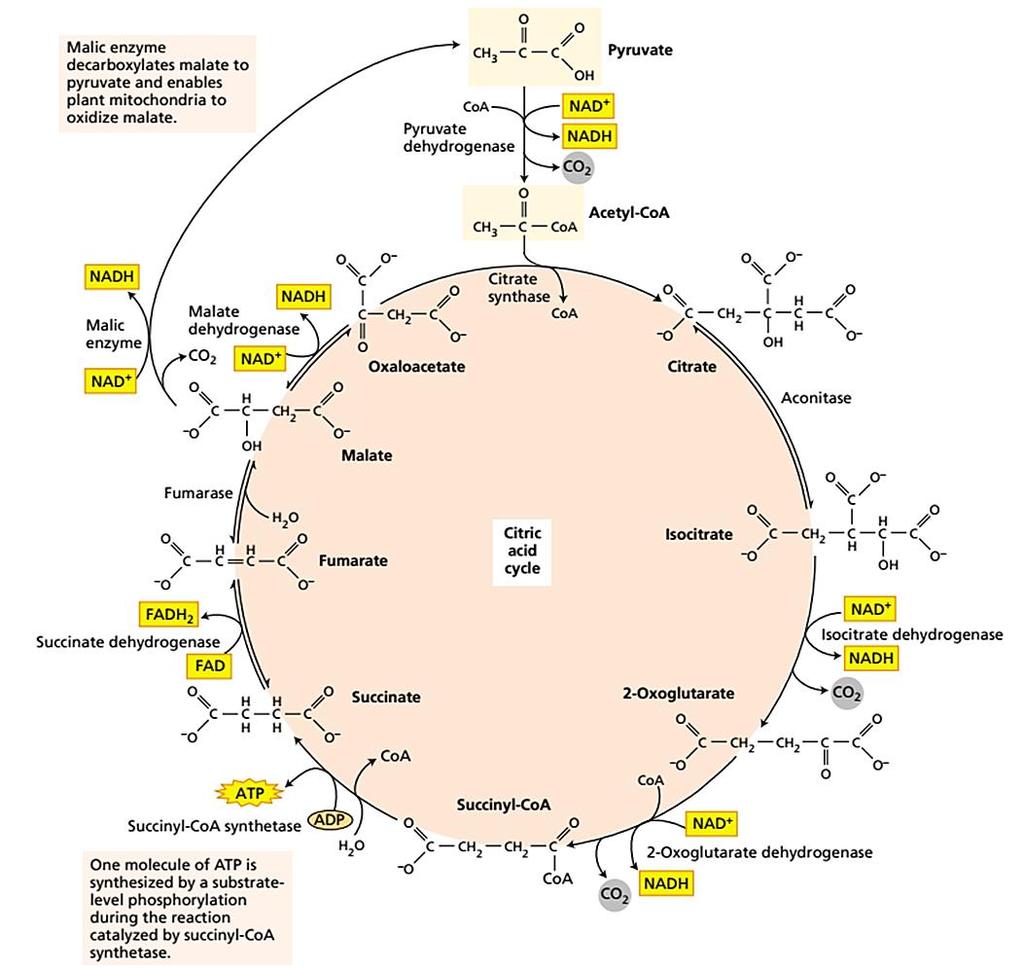 Krebsov ciklus (ciklus limunske kiseline, ciklus trikarboksilnih kiselina TCA ciklus) Odvija se u matriksu mitohondrija.