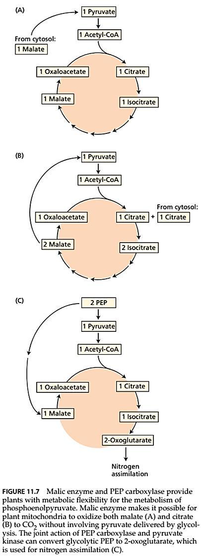 Specifičnosti Krebsovog ciklusa biljaka Reakcija koju katalizuje sukcinil-coa sintetaza kod biljaka se sintetiše ATP, a kod životinja GTP.