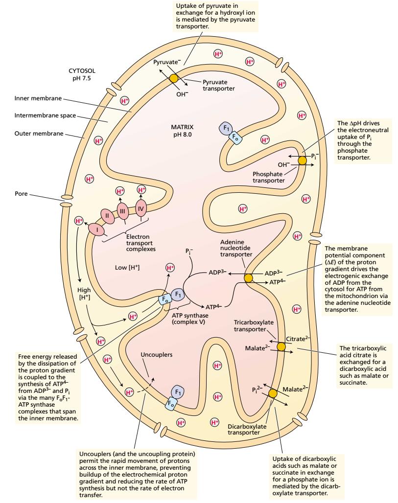 Rezultat vektorskog transporta protona je ph matriksa oko 8 i negativan membranski potencijal unutrašnje membrane mitohondrija.