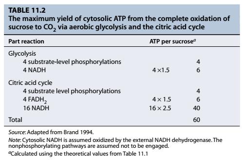 Energetski bilans disanja U procesu disanja, preko glikolize i Krebsovog ciklusa, ukupno se dobija 60 ATP po jednom molu saharoze (potpuno oksidovane do CO2).