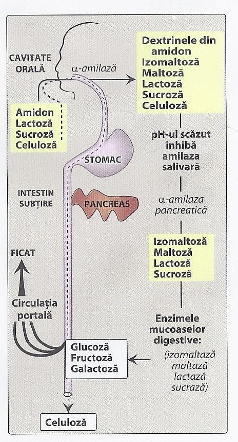 Digestia glucidelor Amilază salivară hidrolizează legăturile α (1-4), digerând parțial amidonul și glicogen la dextrine și câteva molecule de maltoză α- amilaza salivară este inactivată de aciditatea