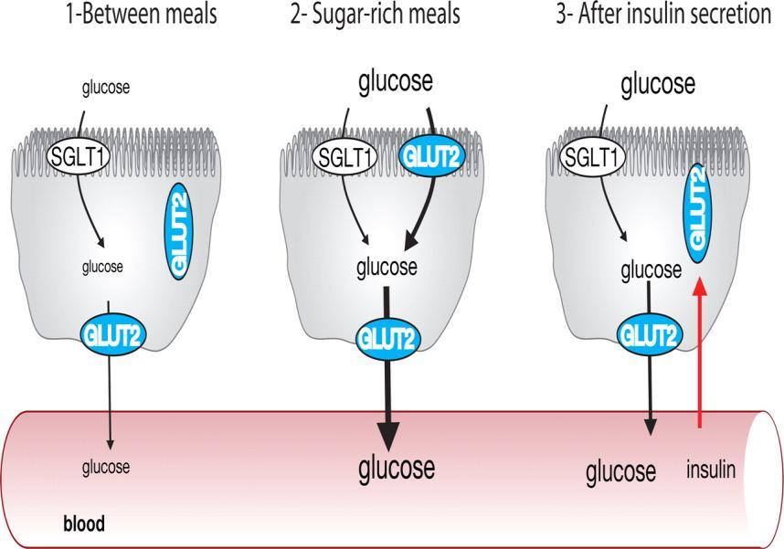 3. Absobţia glucidelor de Glu din țesuturi la sânge Absorbţia monozaharidelor: în duoden şi jejun superior. Insulina nu este necesară pentru absorbţie A. Simplă: pasiv; ex.: pentoze şi fructoza B.