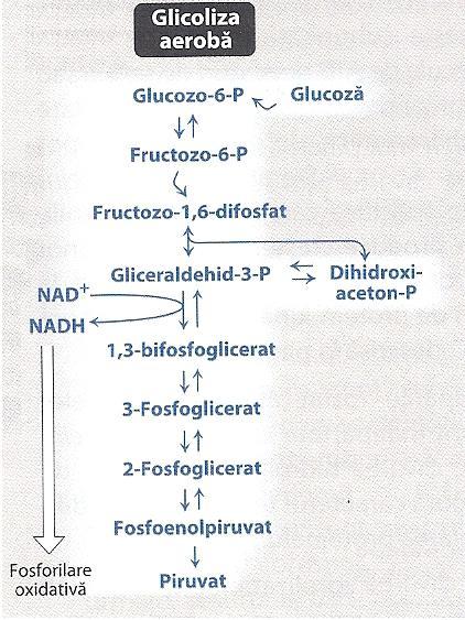 Glicoliza - generalităţi Glicoliza aerobă: secvenţă de 10 reacţii: produs final = Piruvat (Py) Furnizează energie (2 ATP şi 2 NAD) Localizare: celule care deţin mitocondrii şi aport adecvat de 2 2 =