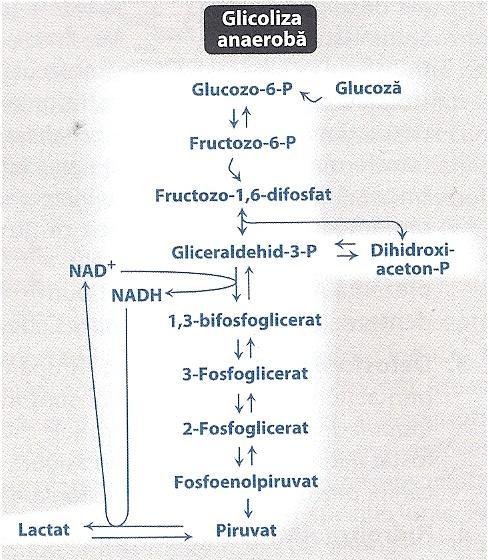 Glicoliza - generalităţi Glicoliza anaerobă: secvenţă de 11 reacţii: produs final = Lactat (