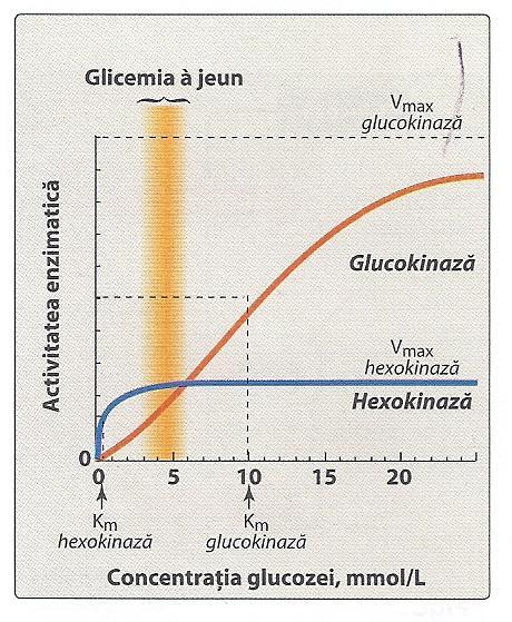 Glicoliza reglare Glucokinaza (GK) (hexokinaza D sau IV) prezentă în ficat şi în celulele β pancreatice principala enzimă care asigură fosforilarea Glu Specificitatea pt S similară izoenzimelor K Km