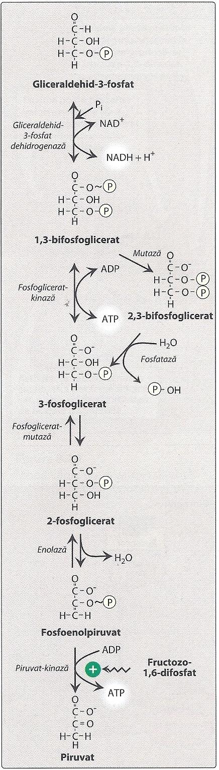 Glicoliza reacţii Ultimele 5 reacţii (etapa producătoare de energie) Formează Py (sau lactat în anaerobioză) Generează 2 ATP pt. fiecare moleculă GA-3P 6.