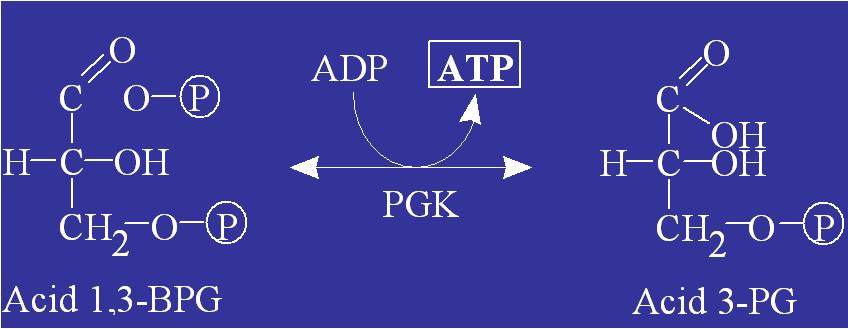 7. Sinteza 3-PG Glicoliza reacţii (transferul grupării fosfat pe ADP cu sinteza de ATP) Enzima implicată: fosfogliceratkinaza (PCK) Este prima
