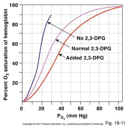 Ciclu Rapaport-Leubering (şuntul 2,3-DPG) Serveşte ca mecanism de disipare a excesului de energie produs în hematii 1,3-DPG 2,3-DPG (conţine grupare fosfat cu energie mai mică) 2,3 DPG 3-PG (poate