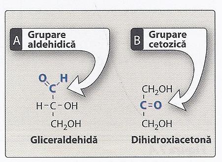 2. Glucide: structură Monozaharide: Aldoze = conţin gruparea aldehidică ex. gliceraldehida Cetoze = conţin gruparea cetozică ex.