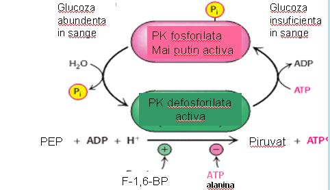 2. Modularea covalentă : Fosforilarea unei protein-kinaze AMPcdependente inactivarea PK hepatice, mecanism declanşat de hipoglicemie (glucagonul stimulează [AMPc]) PEP nu mai participă la reacţiile