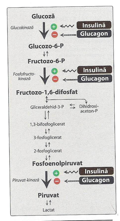 Glicoliza reglare Modalităţi de reglare: Pe perioade scurte (min ore): Activare / inhibiţie alosterică (vezi slide-uri anterioare pentru reglarea K/GK, PFK, PK) Fosforilarea / defosforilarea