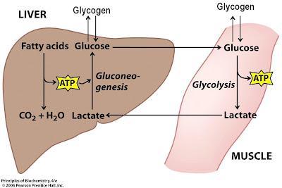 Ciclul Cori (ciclul acidului lactic) Sinteza musculară de lactat este favorizată de raportului NAD/ NAD + (când se depăşeşte capacitatea oxidativă a lanţului respirator ex.