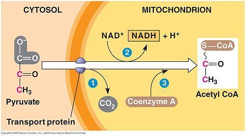 A. Decarboxilarea oxidativă cu formare Are loc în aerobioză (importantă în ţesuturile cu