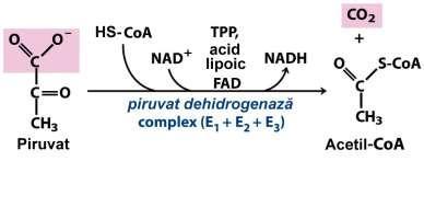 miocard) Complexul piruvatdehidrogenazei (PD) asigură conversia ireversibilă a Py acetil-