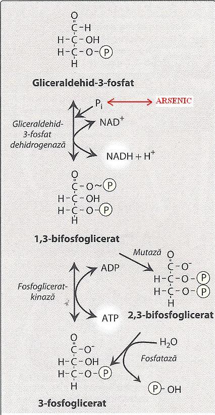 Mecanismul intoxicaţiei cu arsenic A.