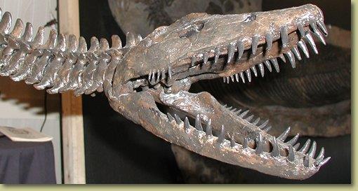 وحجمه Plesiosaurs were marine reptiles which spent much of their time in the open seas.