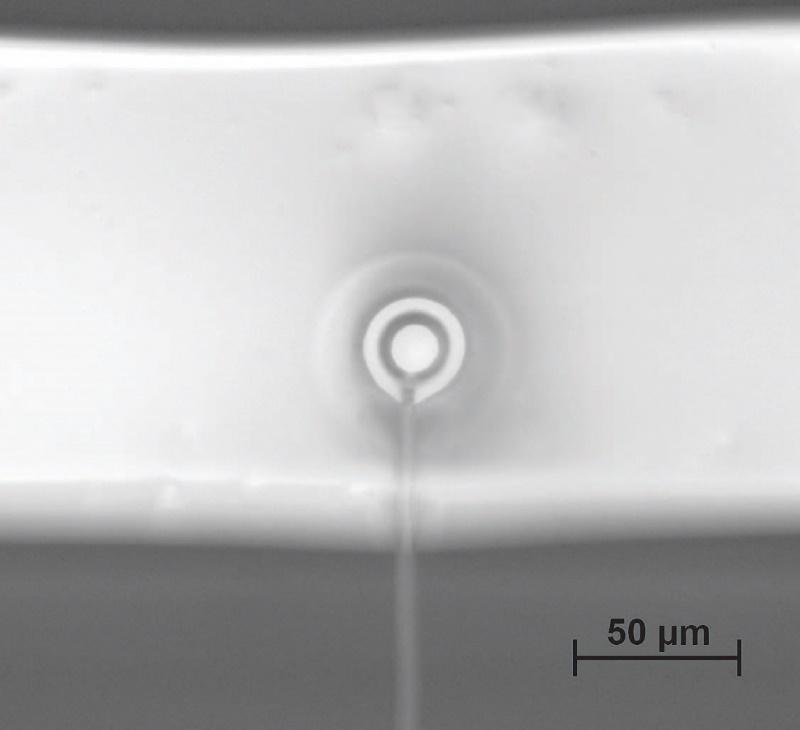 Supplementary Figure 11.