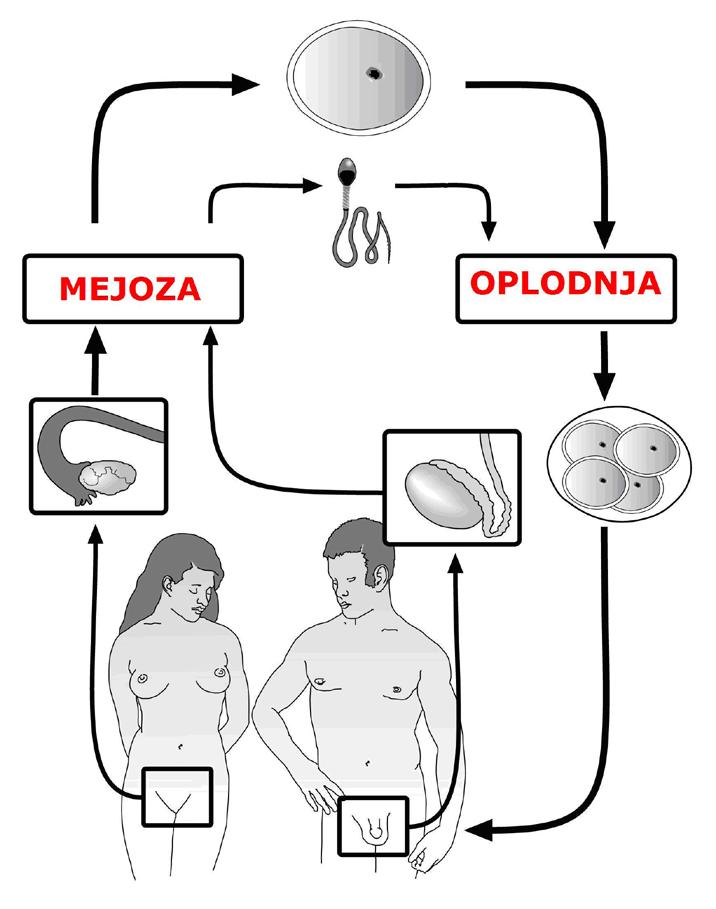 Upišite riječi mejoza i oplodnja na za to predviđena mjesta u pravokutnicima na slici.
