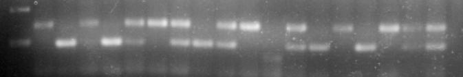 'ER00X' DNA הופק מצאצאים מדור F2 של המכלוא 'ER00X' שטופלו באקיפ, הוגבר בראקצית PCR עם תחלים ספציפיים והורץ בג'ל אגרוז.