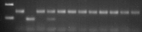 'PVS' ב PCR שטופלו באקיפ, הוגבר בראקצית 'PVS' של המכלוא הופק מצאצאים מדור F2 DNA עם