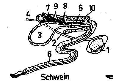 Spolni organi merjasca 1-moda in obmodek 2-semenovod 3-sečni mehur 4-sečevod 5-medenični del sečnice