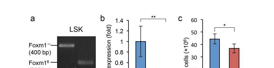 Supplementary Figure 3 Foxm1 is efficiently deleted in LSK cells from Foxm1 fl/fl Mx1-Cre mice after injection of poly(i:c).