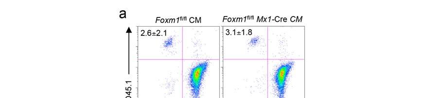 Supplementary Figure 4 Induction of Foxm1 deletion reduces HSC and HPC pools in Foxm1 fl/fl Mx1-Cre chimeric mice.