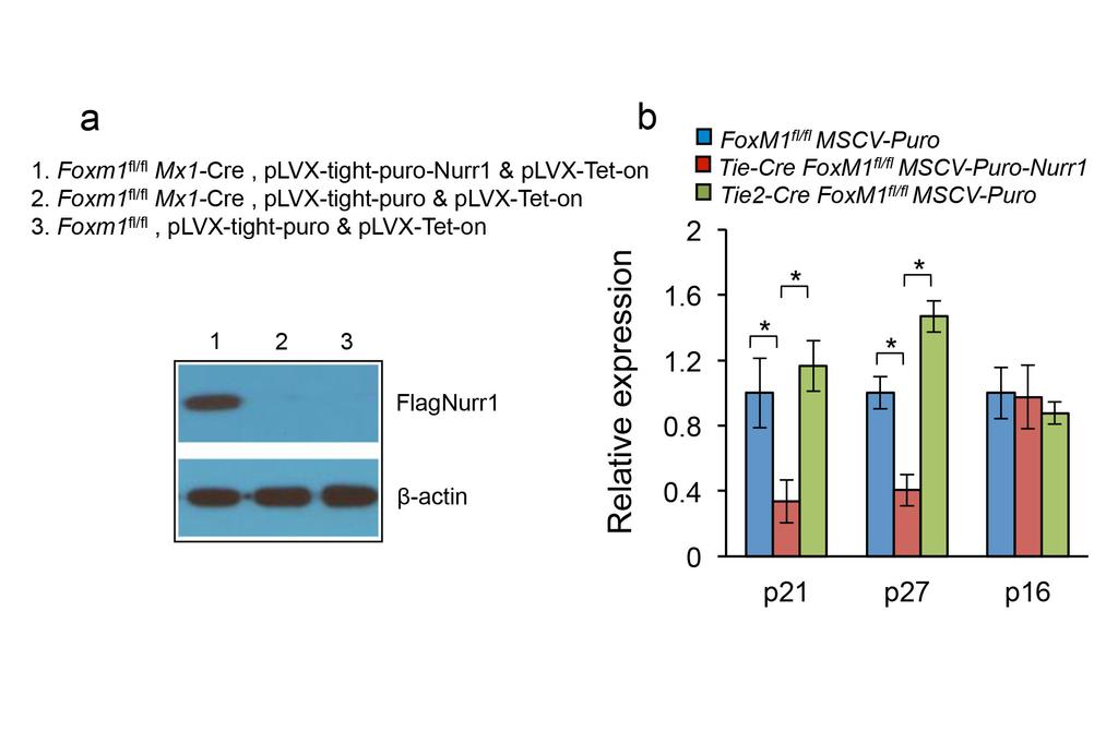 Supplementary Figure 8 Expression of the genes encoding p21 and p27 is upregulated by Nurr1 overexpression. (a) Doxycycline-induced expression of Flag-Nurr1 in BM cells from the chimeric mice.