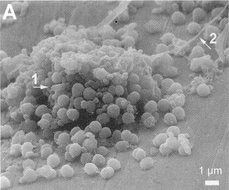 geothermalis biofilmi,