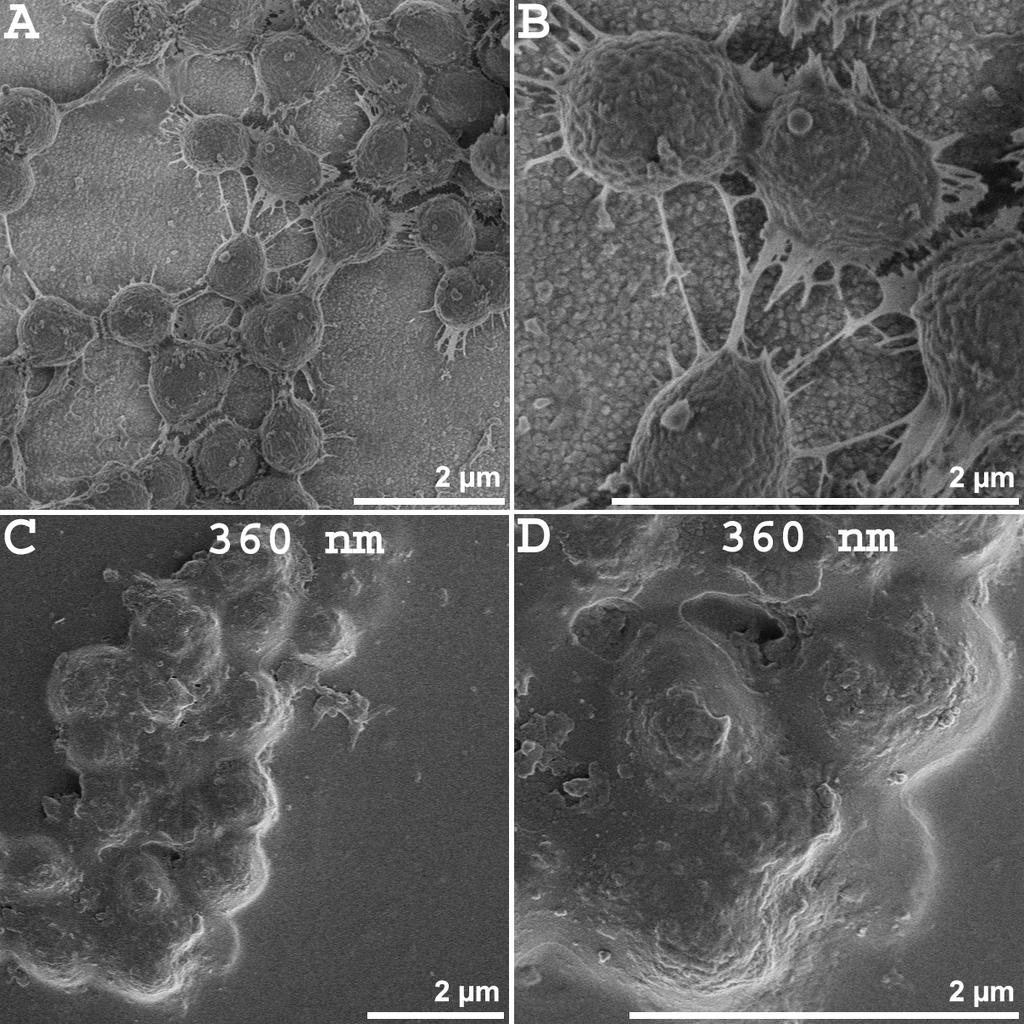 Vpliv okolja na obliko biofilma UV: 360 nm, 1 W/m2 za 20 h s