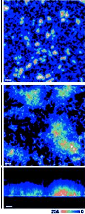 3D arhitektura biofilma Vibrio cholerae A Bakterije imajo konstitutivno izražen GFP. Slike kažejo bifilm inkubiran 6 ur. A. pogled z vrha v ravnini xy nizka povečava (merilo je 50 µm) B.