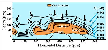 Difuzija kisika v biofilmu Substrat je na globini 0 mm.