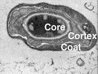 biofilm