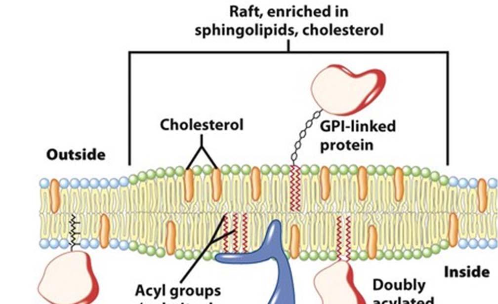 Lipidni rafti