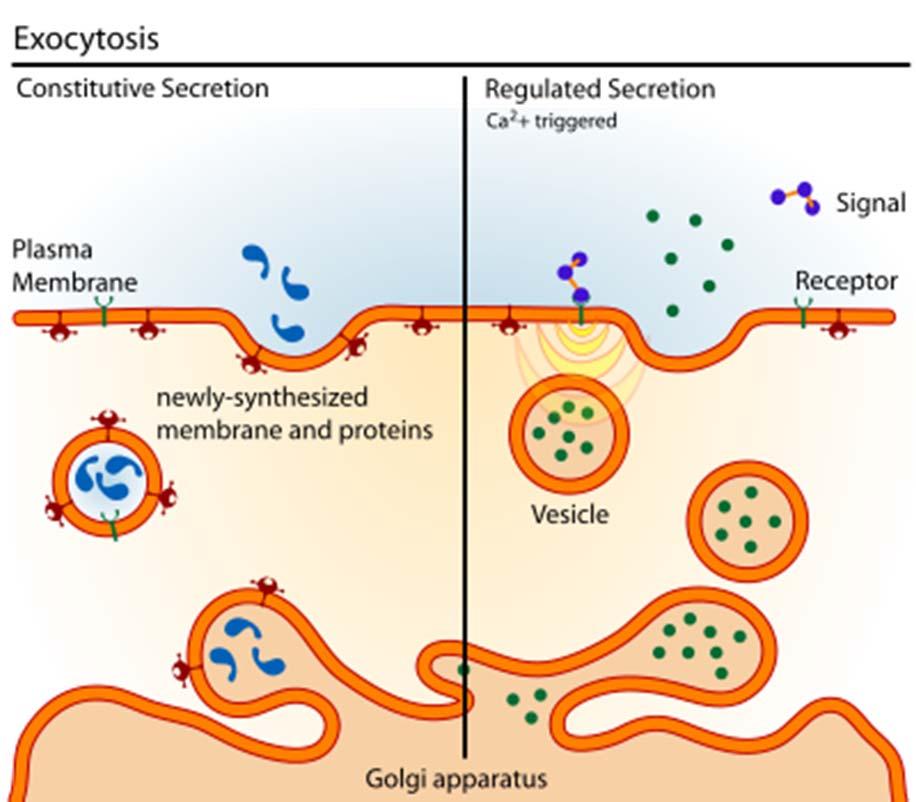 Membranski proteini in transport -