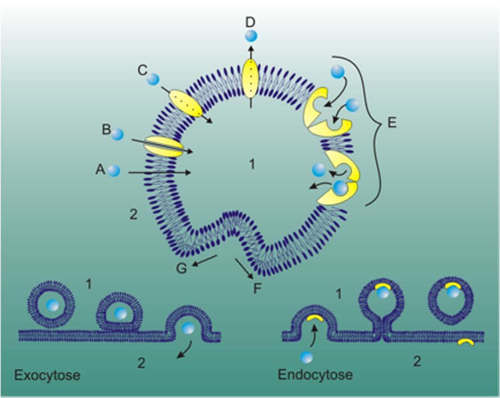 membrane - Transport čez membrano
