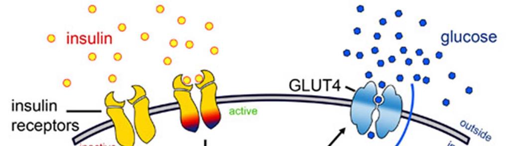 Insulinski in glukozni receptor Z insulinom posredovani privzem glukoze: insulin se veže na insulinski receptor.