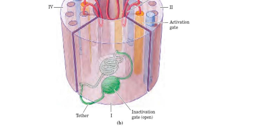 transmembransko
