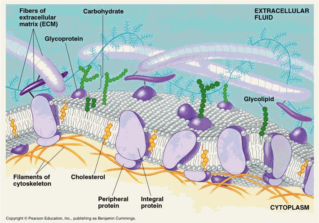 Biološke membrane imajo skupne lastnosti Model tekočega mozaika, asimetričnost, omogočeno