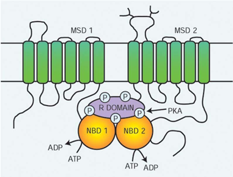 mutacija v genu za protein CFRT (Cystic fibrosis transmembrane conductance regulator)
