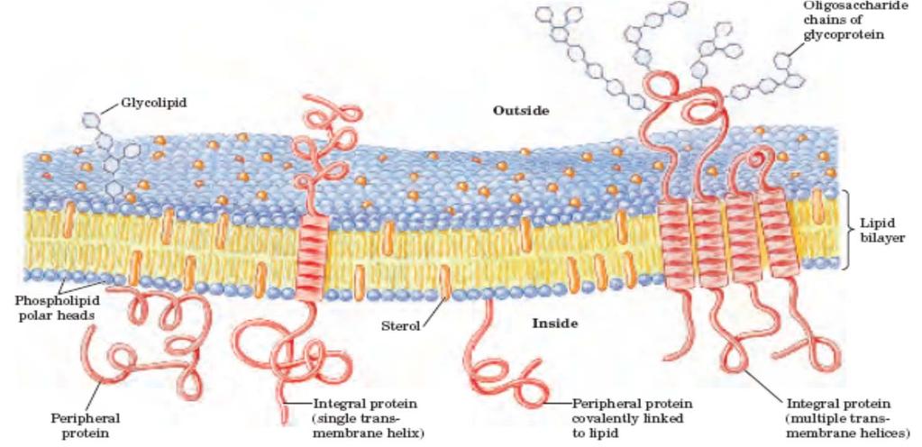 Membranski proteini -Integralni (lahko jih odstranimo le z detergenti) -Periferni (pridruženi membrani preko elektrostatksih interakcij) -Amfitropični (so lahko v membrani ali pa v citosolu)