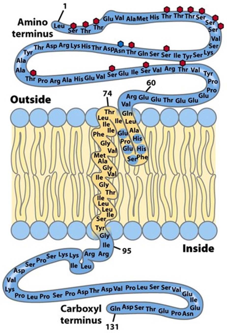 Integralni transmembranski proteini primer glikoforina v membrani eritrocita Polarne AK Nepolarne AK