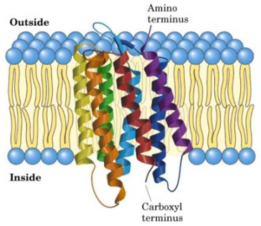 Integralni transmembranski proteini primer bakteriorodopsina Bakteriorodopsin izhaja iz bakterije H.