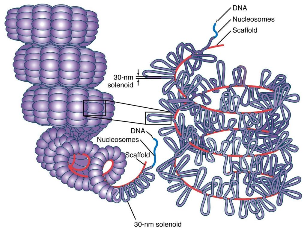 15. 5. 11 Histoni so pozi7vno nabii proteini, ki se nahajajo v jedru in omogočajo kompaktno pakiranje.